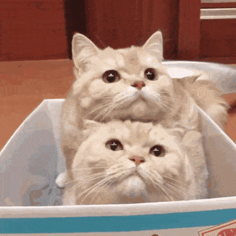 好气,也要保持微笑 | 第205期喵表情