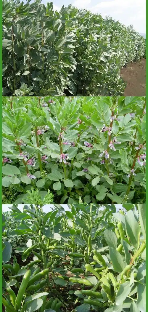 批发蚕豆坝上小蚕豆罗汉豆小颗粒面豆颗粒饱满味道浓郁