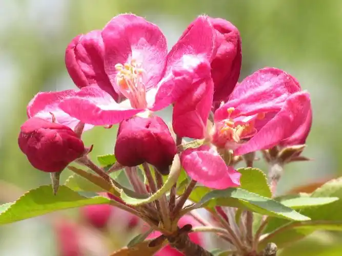 另一种深红色的北美海棠花2021年天大海棠季14卡片机傻拍202126