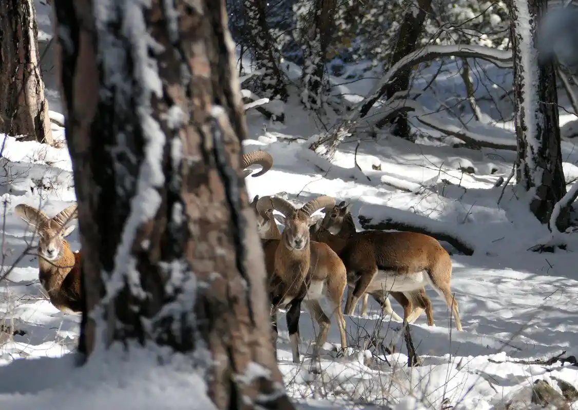 塞浦路斯的盘羊