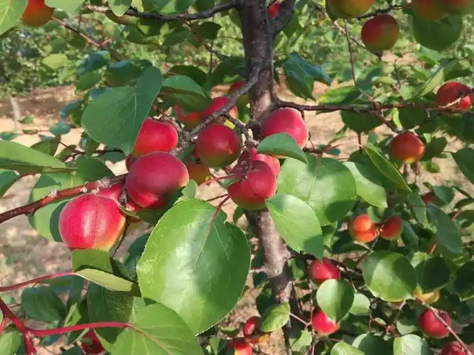茶马古道,梅杏飘香,邀您采摘赏景,共度清爽夏日