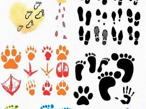 动物的脚印简笔画