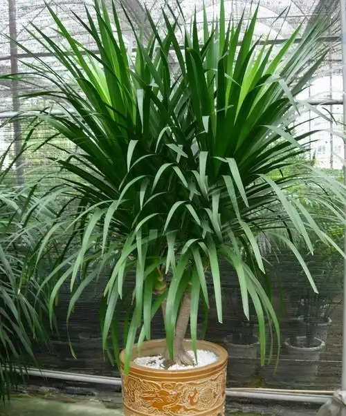 龙血树怎么分叉