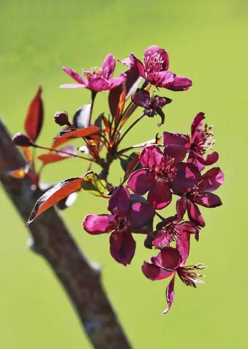 海棠为落叶小乔木,花,叶,果甚至枝干均为紫红色,是罕见的彩叶海棠品种