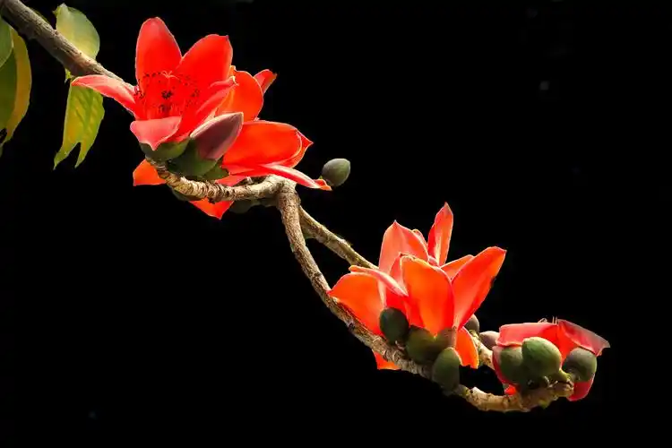 木棉花开(丝露花语2o21年拍摄)