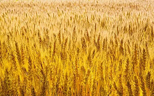 成熟的麦田_全景网