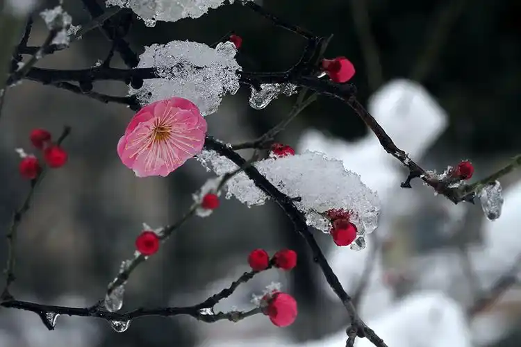 【原创】花卉 梅花欢喜漫天雪