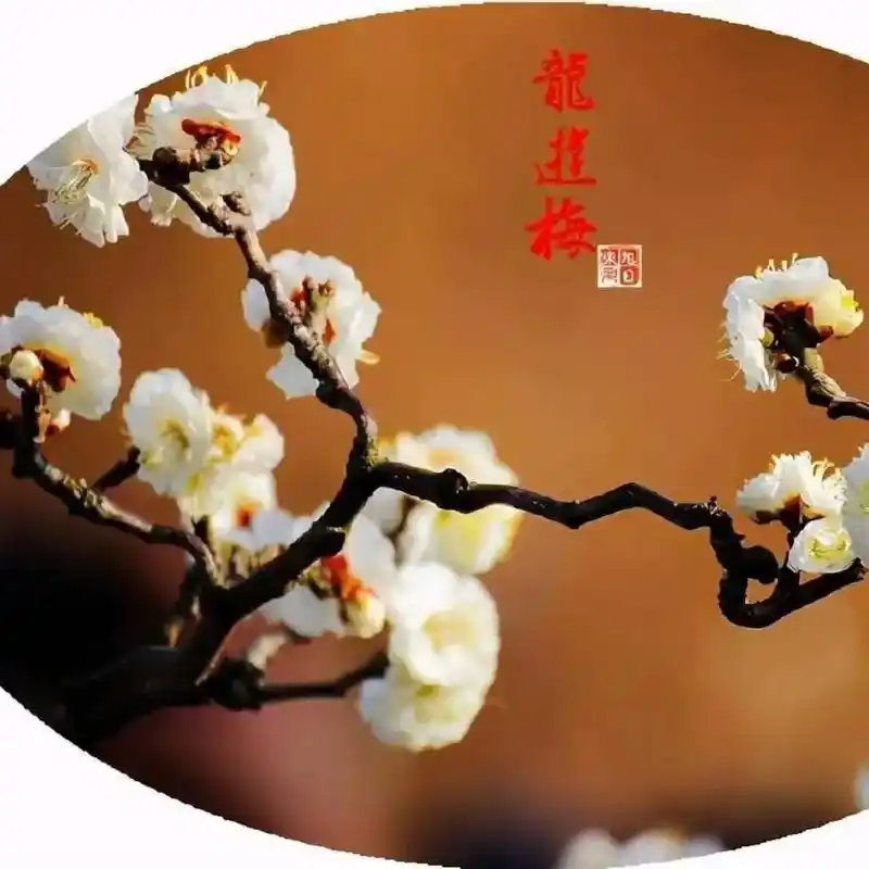 龙游梅,玉蝶梅,梅花原生,色彩鲜艳,花香扑鼻.年宵花盆景,时 - 抖音
