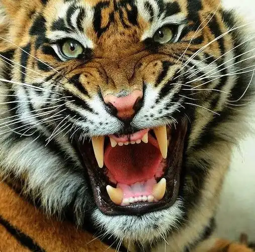 "被老虎舔一口,死不了也脱层皮",老虎嘴巴真有那么大破坏力?