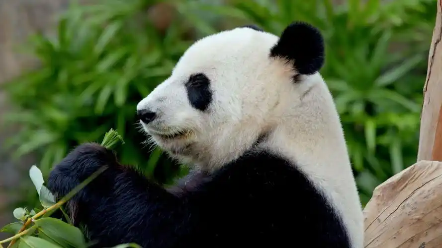 4k动物世界_哔哩哔哩 (゜-゜)つロ 干杯~-bilibili