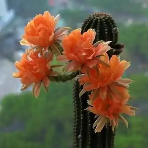 罕见的仙人花盛开,走入仿佛宛若仙境!