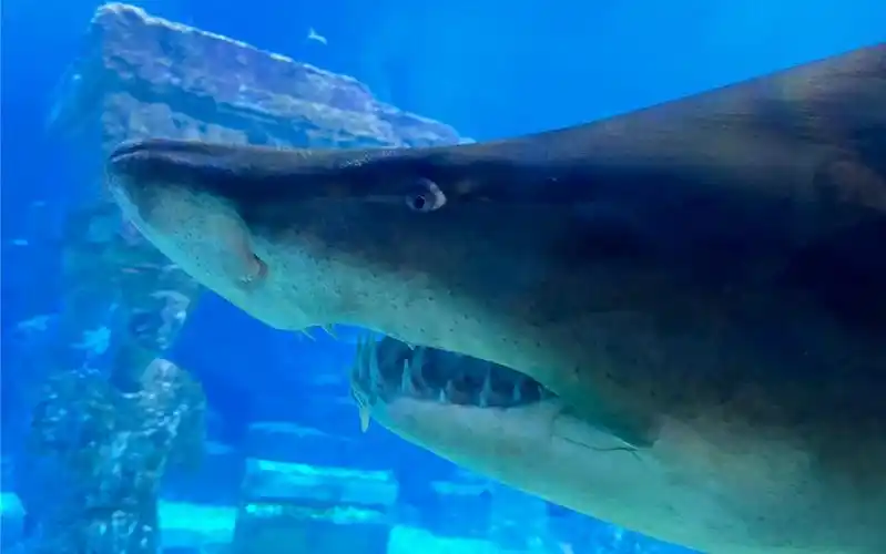 青岛海底世界,见到了企鹅,鲨鱼,白鲸,海豚,海豹