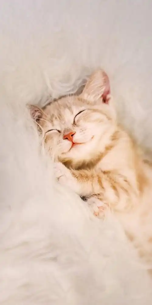 可爱的小猫 - 美篇