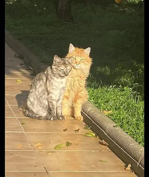 这对猫咪情侣太治愈了