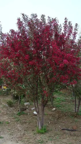 昌邑市围子镇立辉苗木场