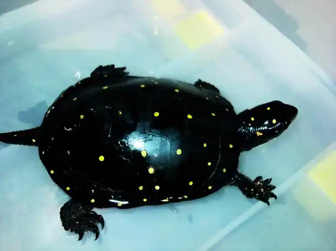 属中小型龟类,体长为10-13厘米,成年个体重约0.5千克.