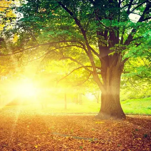 意面们的好运头像