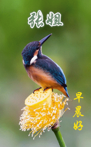 问候相册.主题画.翠鸟.问候人.张哥等.问候语.早晨好.音乐.