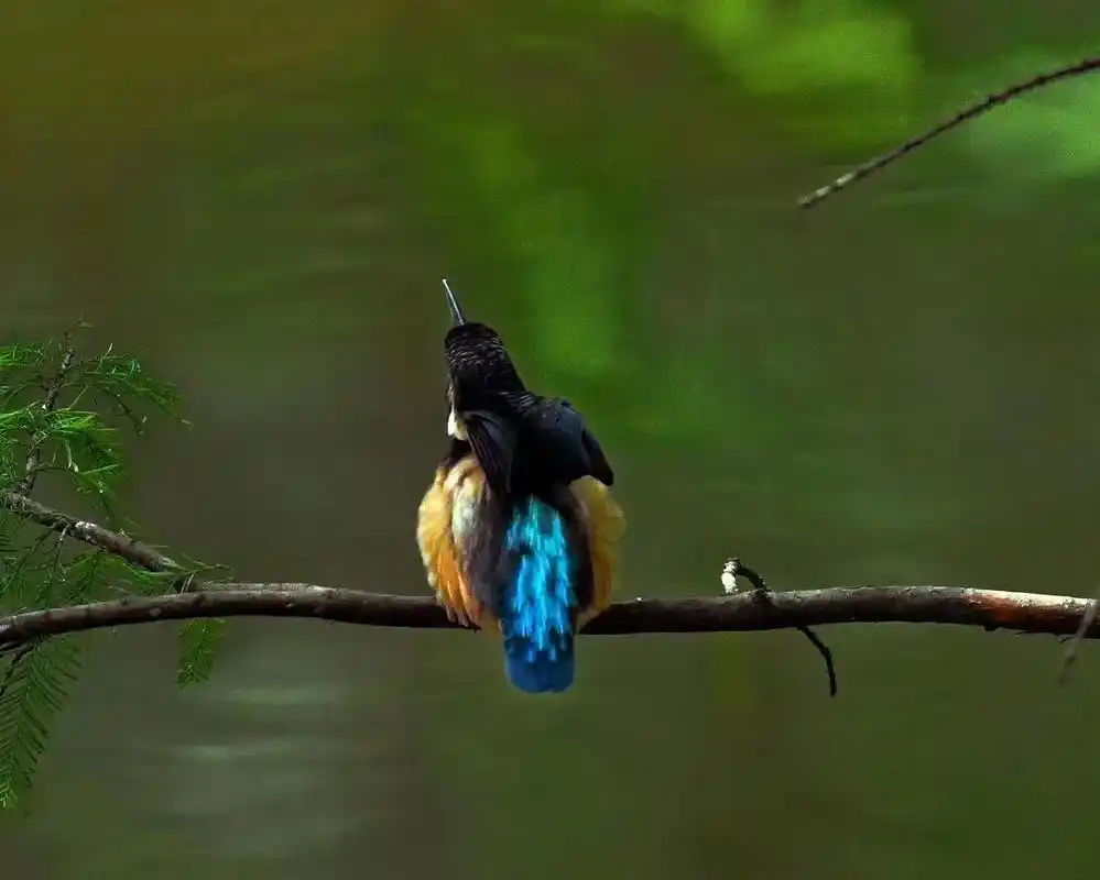 小翠鸟学名alcedopusilla是佛法僧目翠鸟科的鸟类它们整体由两种颜色