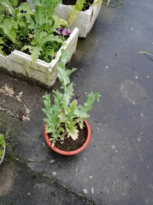 泰顺有人家楼顶偷种罂粟!依法查处|毒品|种植|植物_网易订阅