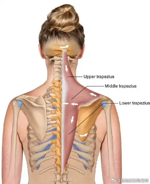 肩颈痛大多是斜方肌出问题##健闻登顶计划