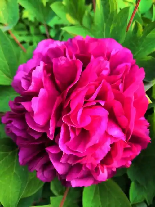 【牡丹花王一洛阳红】