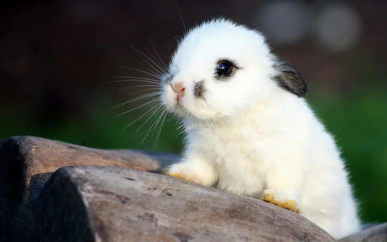 史上最萌小动物,快来看啊.小兔子乖乖,把门开开,姐姐带你去玩去.