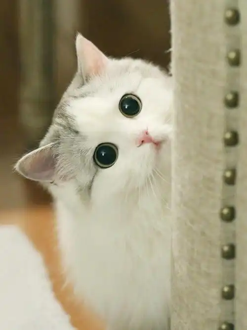 手机 #壁纸 #手机壁纸 狐狸&馒头系列1 敲可爱猫咪头像嘻嘻,可爱