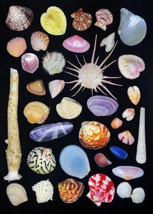 85后小伙痴迷贝壳,拍的贝壳90%你没见过,曝光后令无数人疯狂:世界美学