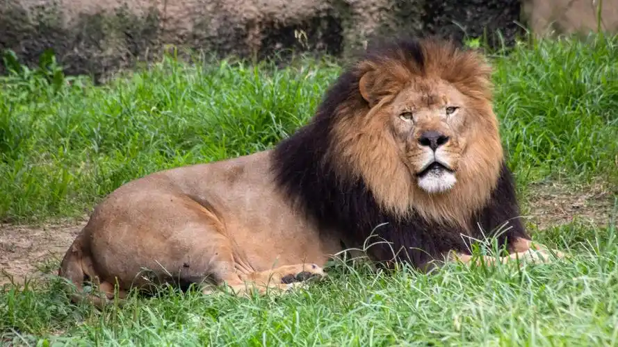 狮子壁纸【59】