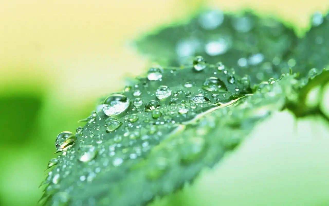 绿色树叶高清护眼植物桌面壁纸