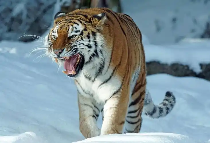 **像狮子,老虎等能发出咆哮声的动物,其舌骨并未完全骨化,且伴有一条