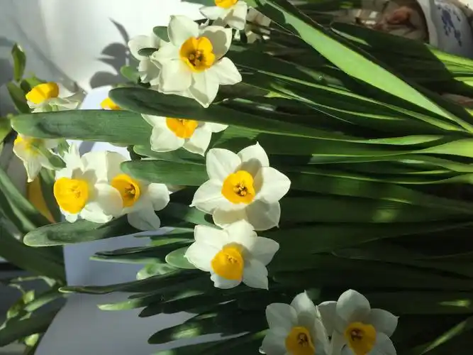 金盏银台水仙花