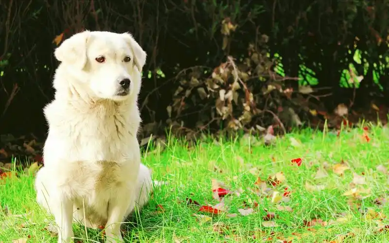 白色可爱忧伤狗狗图片电脑桌面壁纸