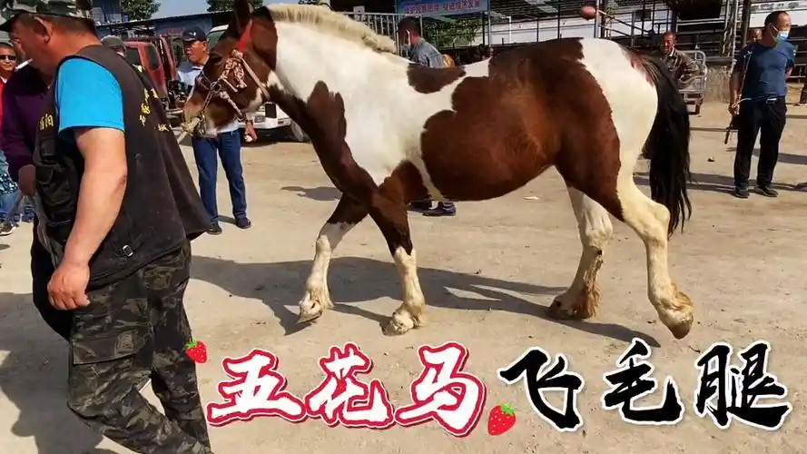 五花马千金裘东北的五花马就更不一样了蹄腕长毛是飞毛腿吗