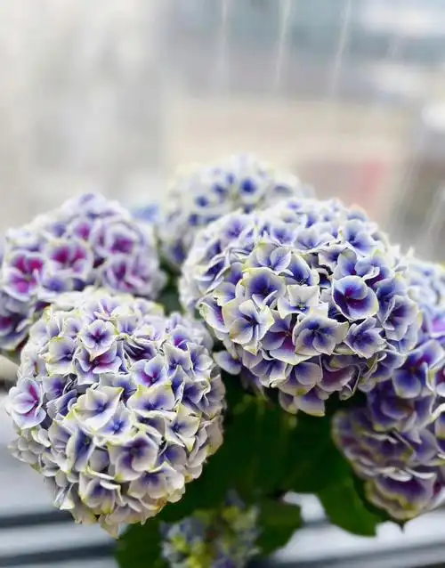 就意味着春天要来了,所以绣球花的花语是希望至于绣球花的寓意,是因为