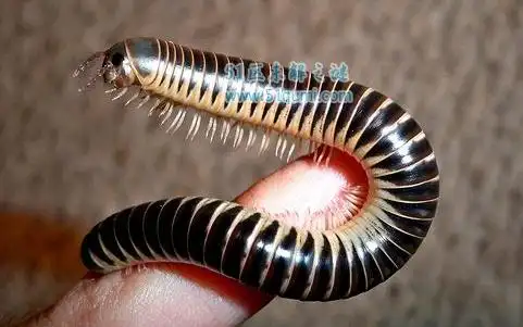 最大的节肢动物-马陆,如何消除马陆,它与蜈蚣的区别