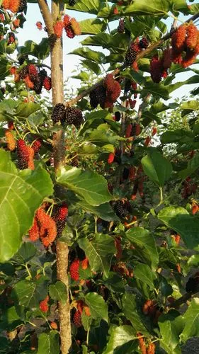 25 莲花山上野桑葚采摘开始啦!