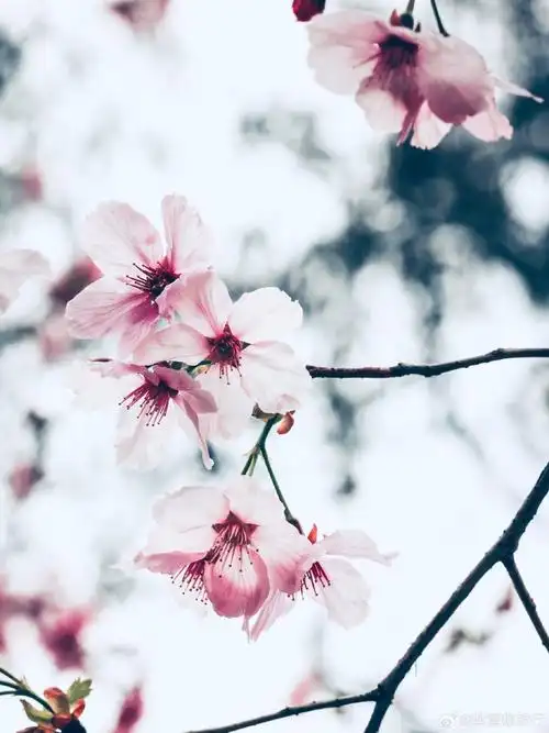 北京的春天繁花似锦,那你知道都要到哪里去看花么?