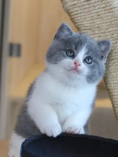 这么可爱的小英短你喜欢吗