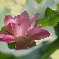 微信头像图片大全风景荷花2016 好聚好散都是蓄谋已久