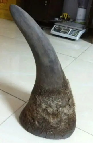 犀牛角的市场价格 - 铁山人 - 铁山人的博客