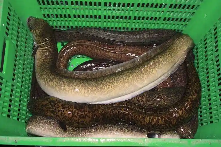 p>花鳗鲡(学名: i>anguilla marmorata /i>)是鳗鲡科,鳗鲡属动物.