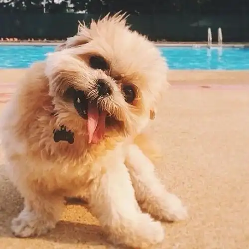 因歪头吐舌狂吸180万粉的西施犬,去世了