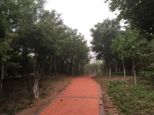 园区二级路面层铺设透水砖,保证园路美观的同时,贯彻"海绵城市"理念.