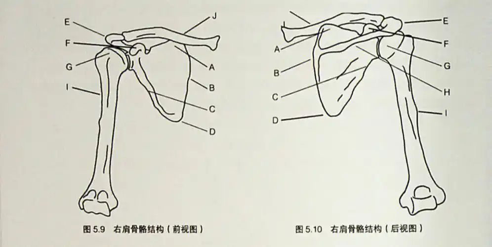 肩胛骨的骨性标志