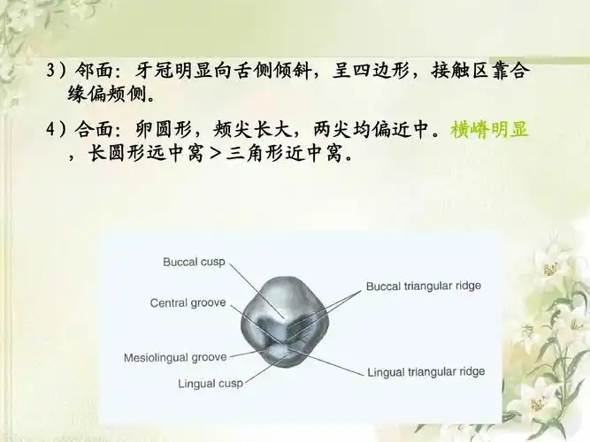 2012级第4次课口腔解剖生理学 (切牙,尖牙)ppt