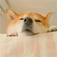 搞笑柴犬头像 搞笑的柴犬狗头像_微信头像图片大全