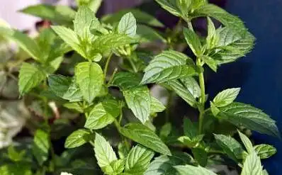 薄荷树的习性