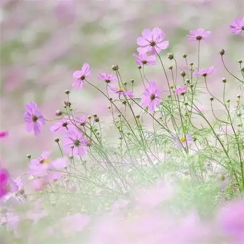 唯美格桑花头像图片 幸福生活和好运的美好愿望和感情